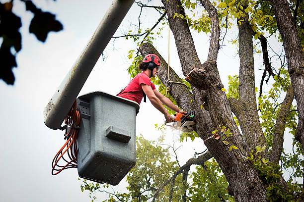 Best Tree Removal Near Me  in USA